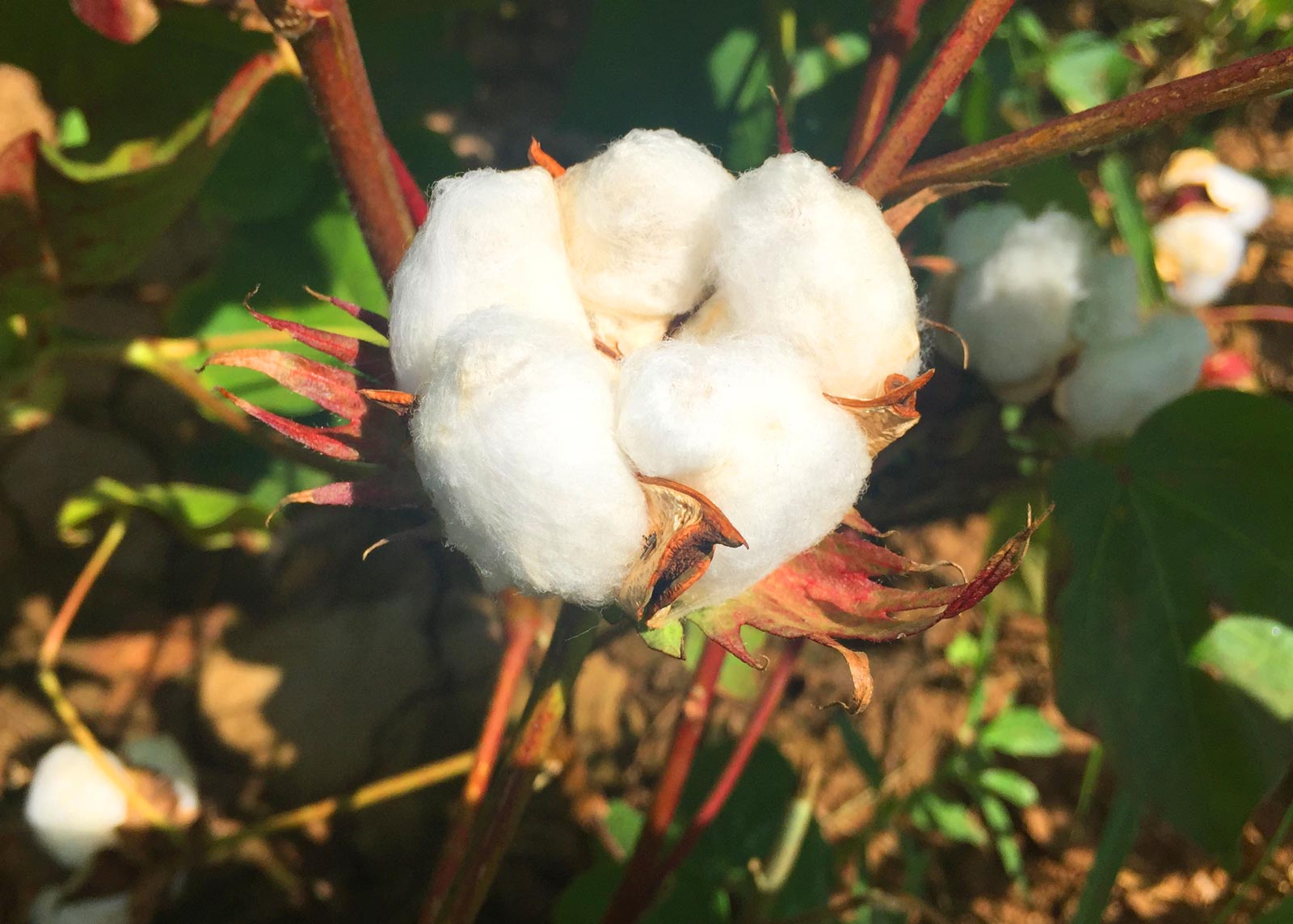 Cotton production sector: worth Government support - Fri-El Ethiopia ...